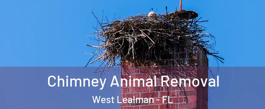  Chimney Animal Removal West Lealman - FL