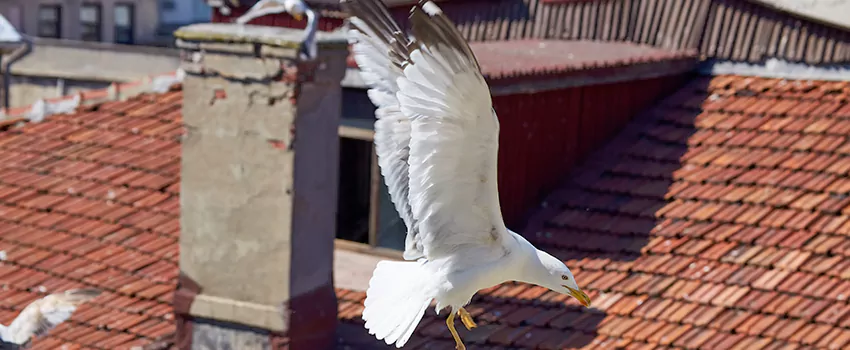 Residential Chimney Animal Removal Solution in West Lealman, FL