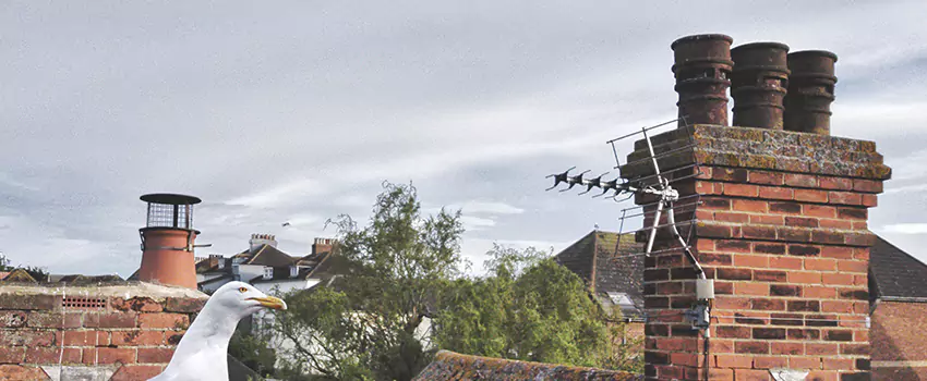 Chimney Cleaning And Restoration in West Lealman, Florida